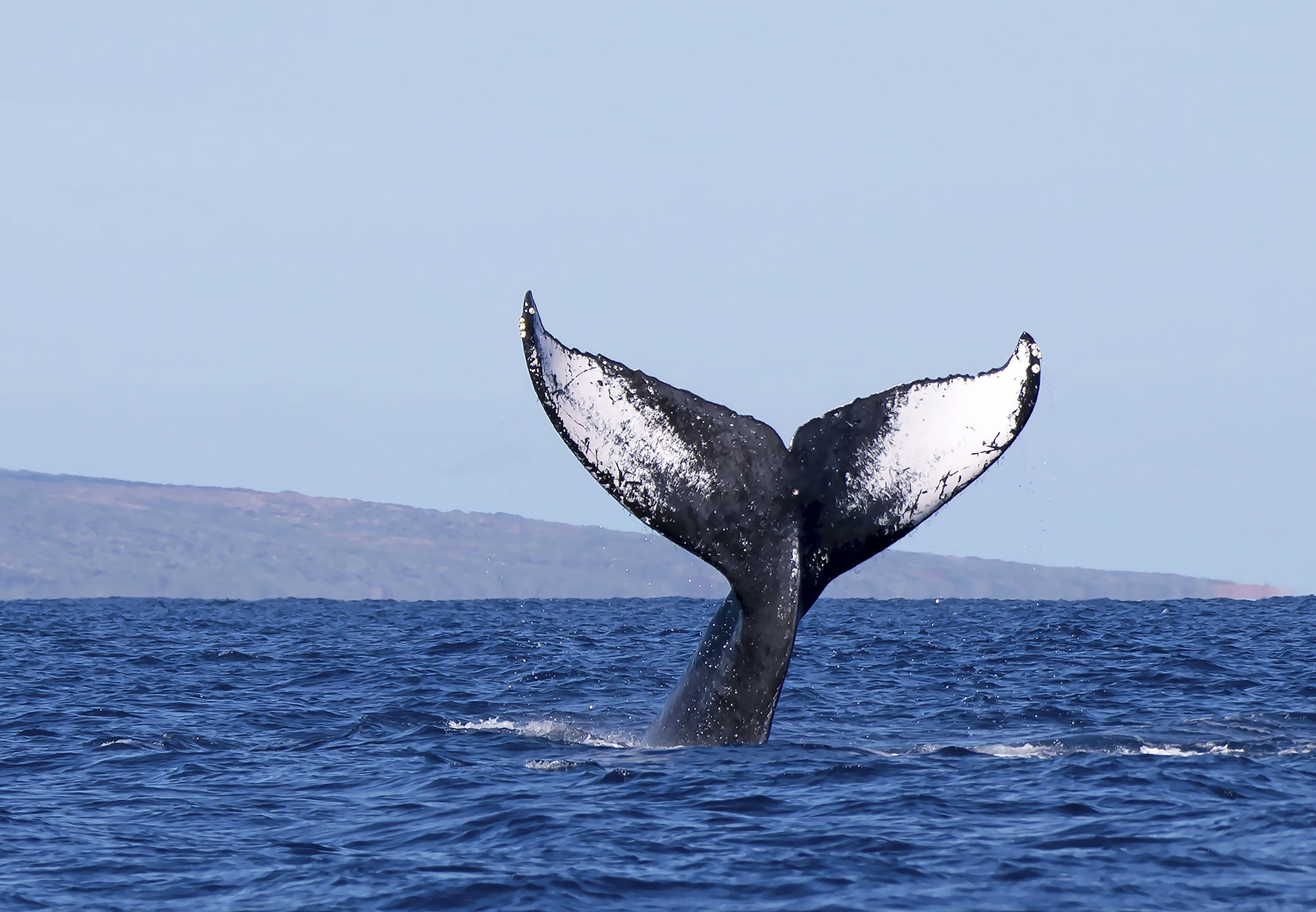 Whale Tail Booty