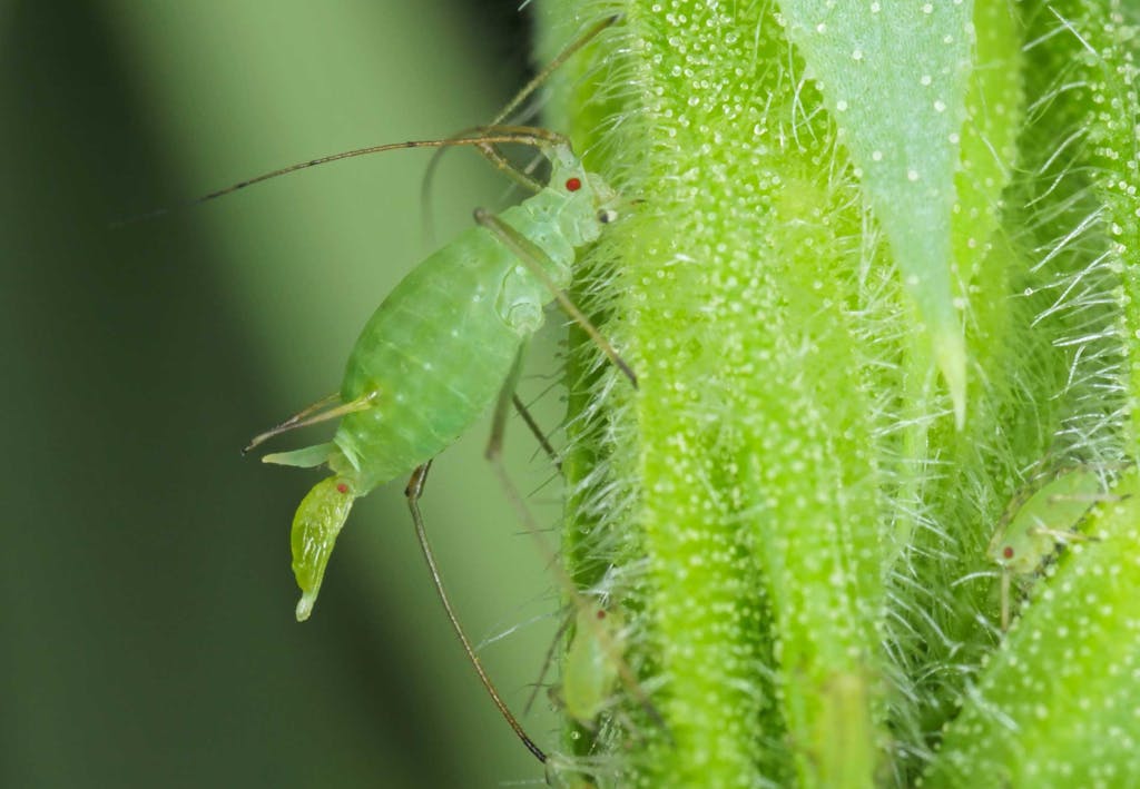 Pea aphids use photosynthesis