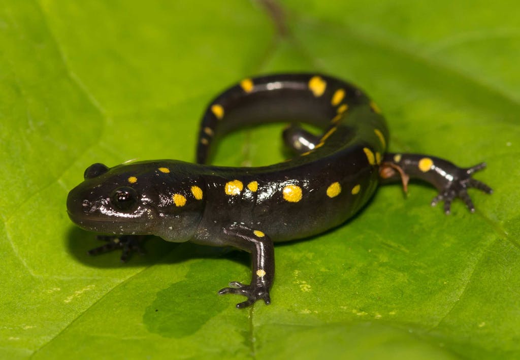 Salamanders use photosynthesis