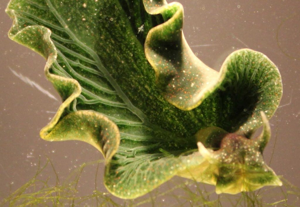 Sea slug uses photosynthesis