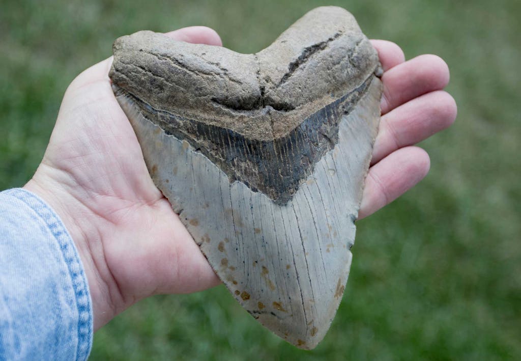 Megalodonin hammas