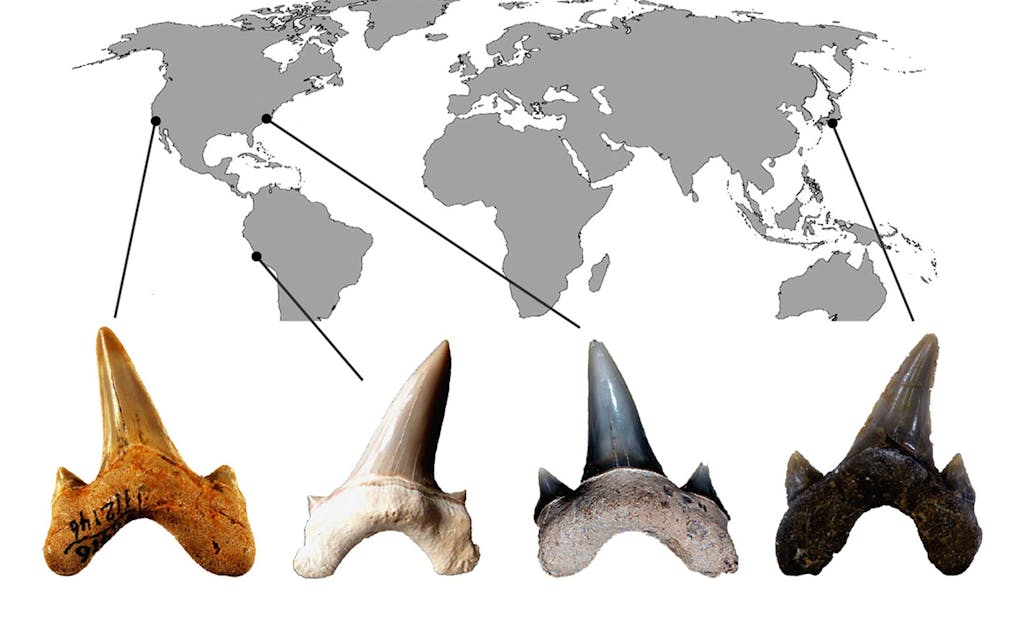 Megalodonin sukulainen Megalolamna paradoxodon