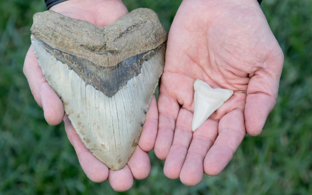 Megalodonin hammas ja valkohain hammas