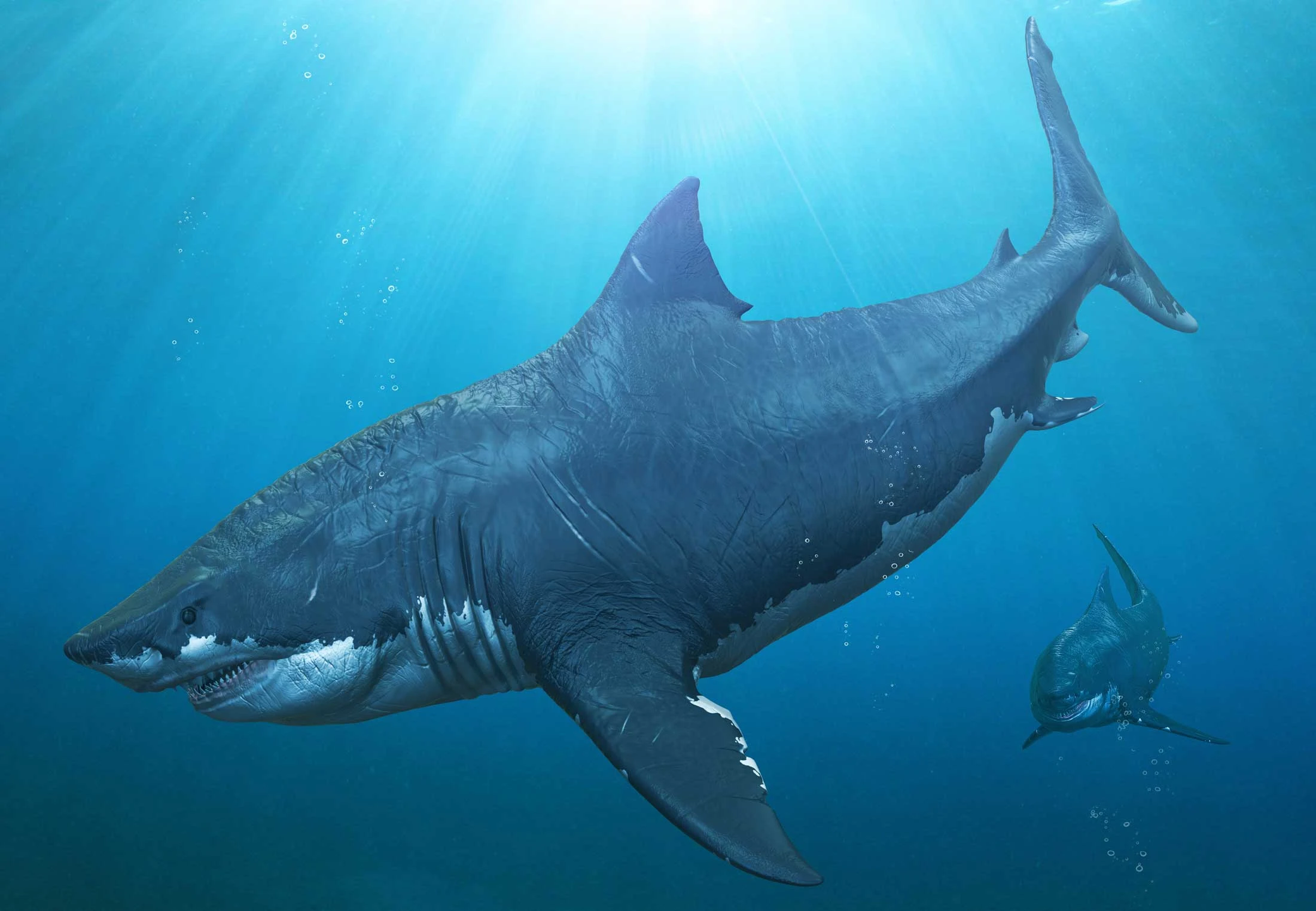 Haaiensoorten: Een overzicht van haaien, van de witte haai tot de