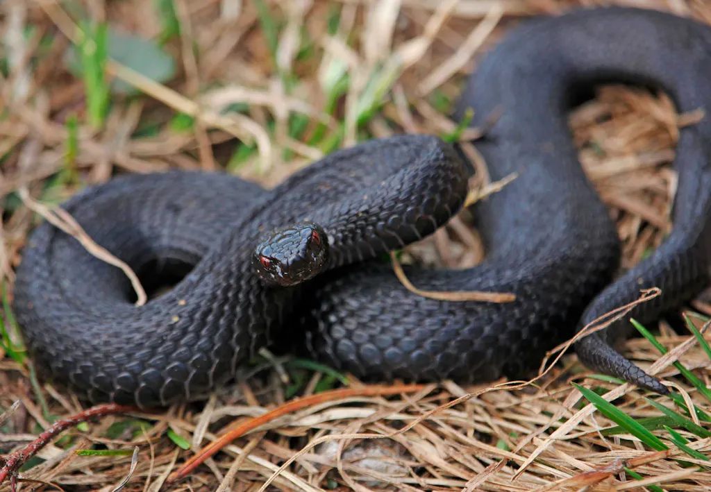 Hugorm | Hvor farlig er den? | illvid.dk