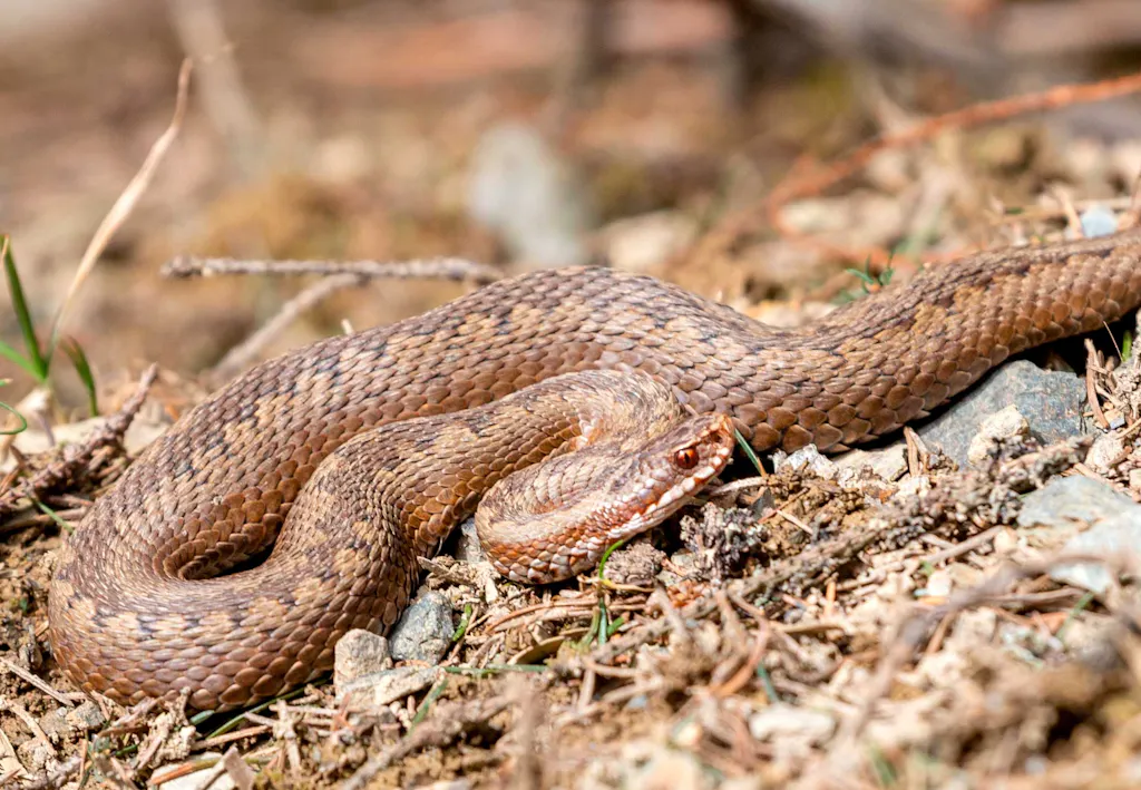 Hugorm | Hvor farlig er den? | illvid.dk