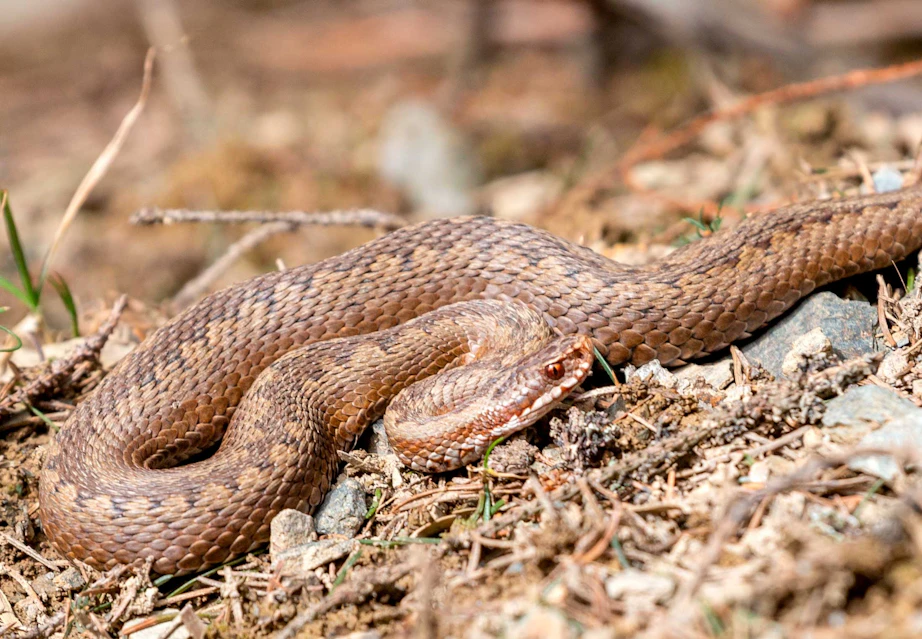 Hugorm | Hvor farlig er den? | illvid.dk