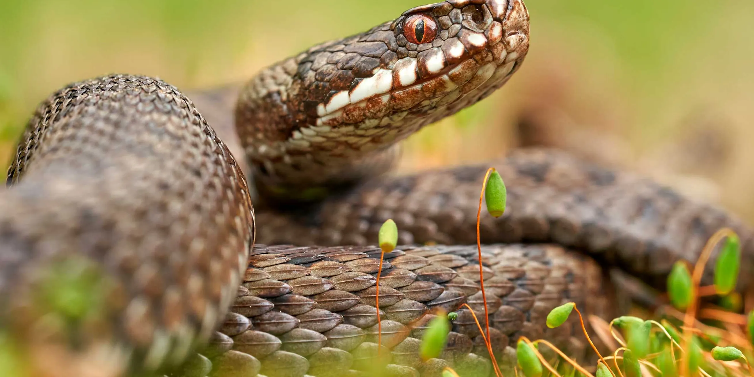 Huggorm | Hur farlig är den? | illvet.se