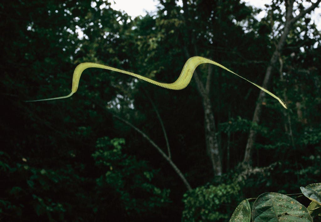 Райская летающая змея фото Райская летающая змея фото