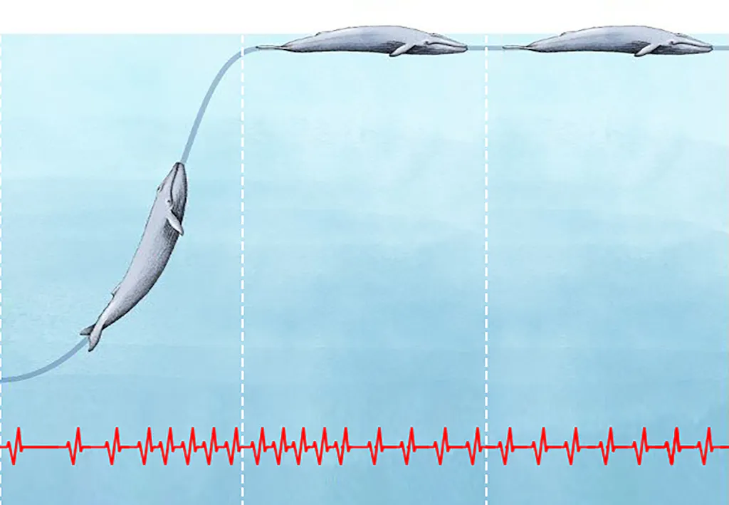 Vrijwel onmogelijk: Hart van blauwe vinvis verbaast onderzoekers