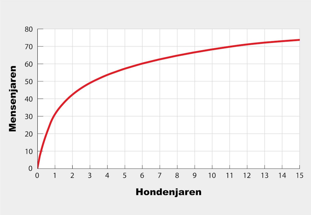 Hondenjaren in mensenjaren bereken het zo