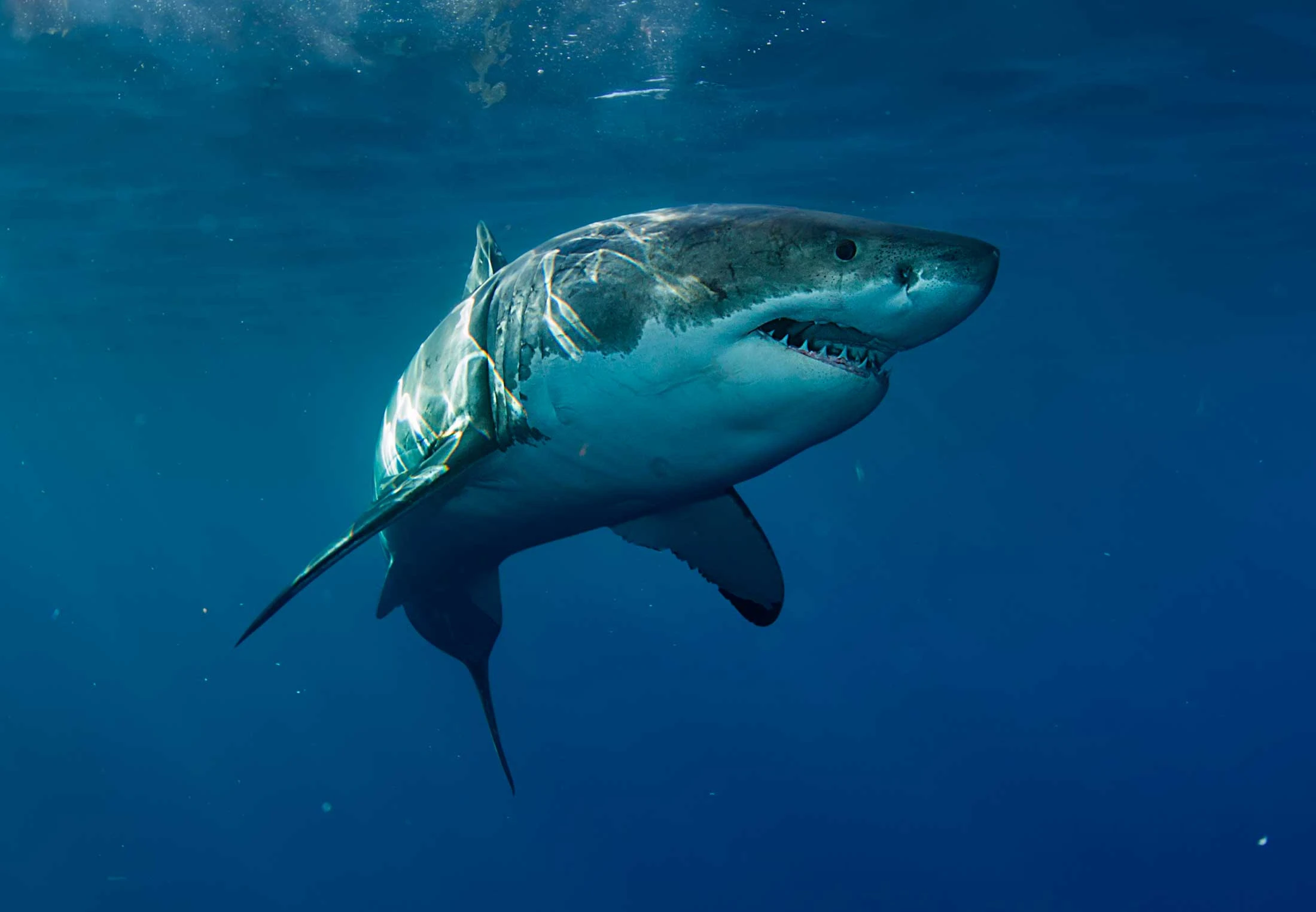 Haaien - Meer feiten over haaien vind je hier | wibnet.nl