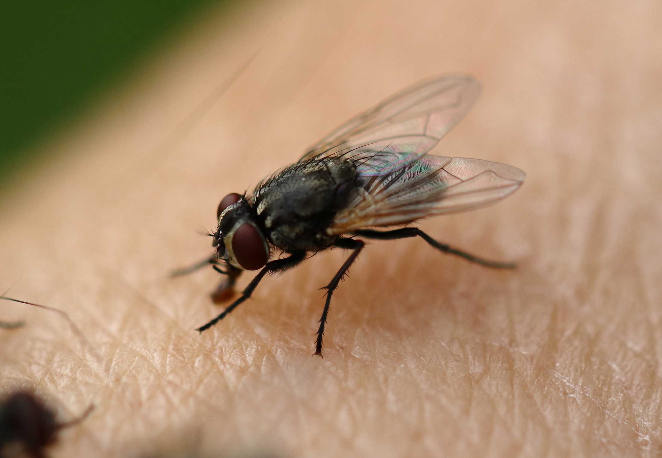 Waarom zitten vliegen zo graag op mensen? | wibnet.nl