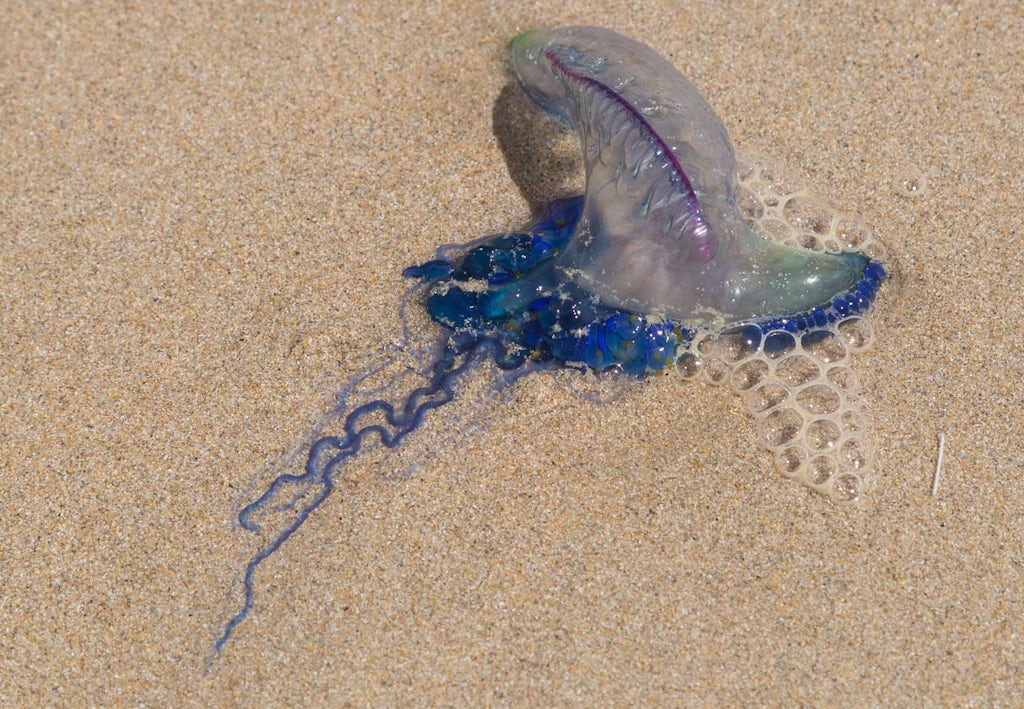 Giftigste kwallen - Portugees oorlogsschip op het strand Giftigste kwallen - Portugees oorlogsschip op het strand