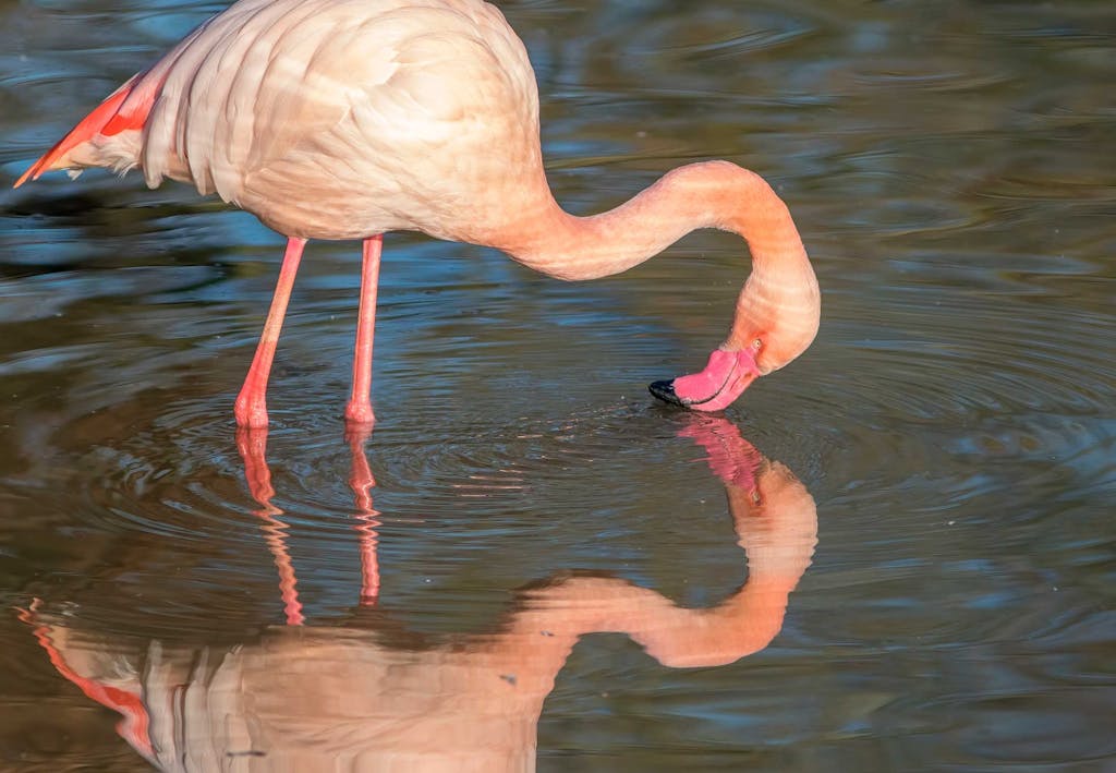 narcissist Narcissist