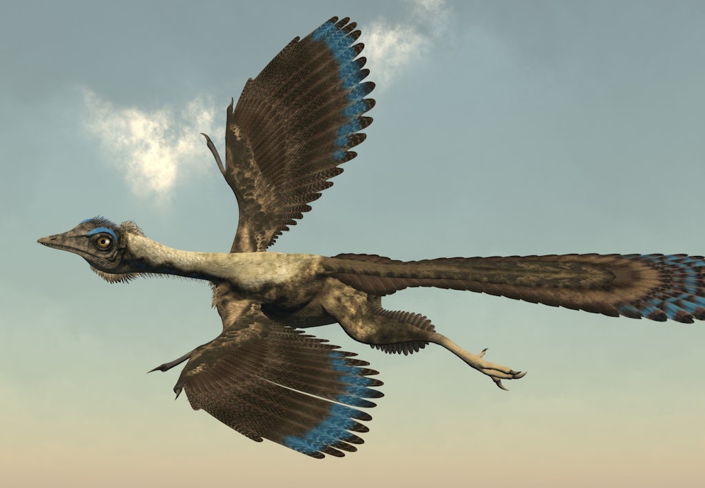 Fugle-dinosaur Fugle stammer fra dinosaurerne