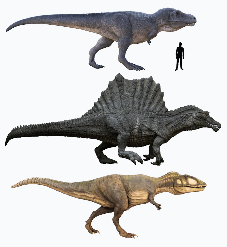 Tyrannosaurus rex | Fakta og levevis | illvid.dk