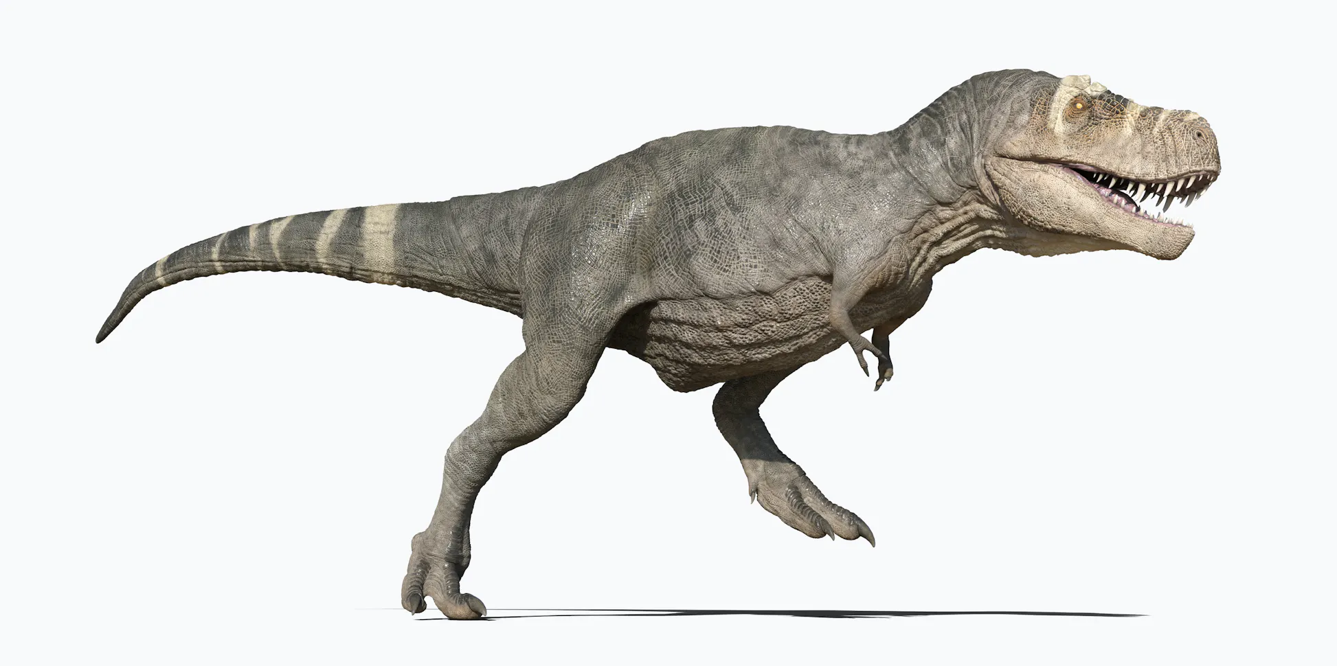Tyrannosaurus rex | Fakta og levevis | illvid.dk