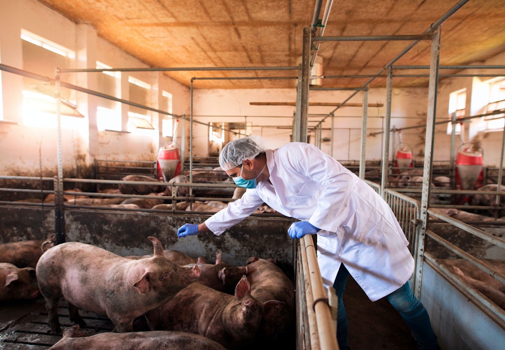 Gris med svineinfluensa