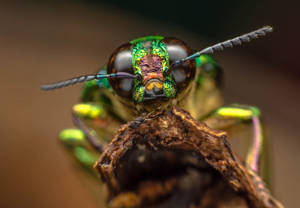 Insect-vlieg Vlieg