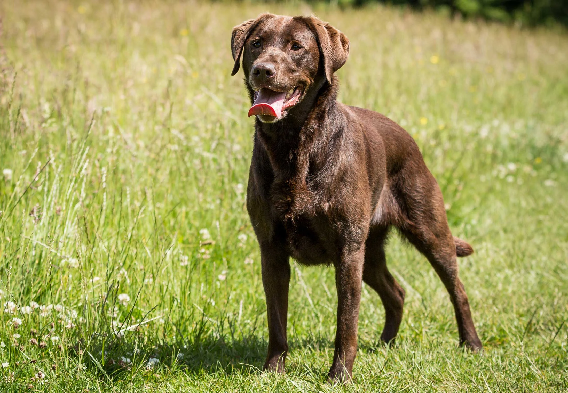 Hunde r S Gammel Er Din Hund I Menneske r Illvid dk hunde-r-s-gammel-er-din-hund-i-menneske-r-illvid-dk