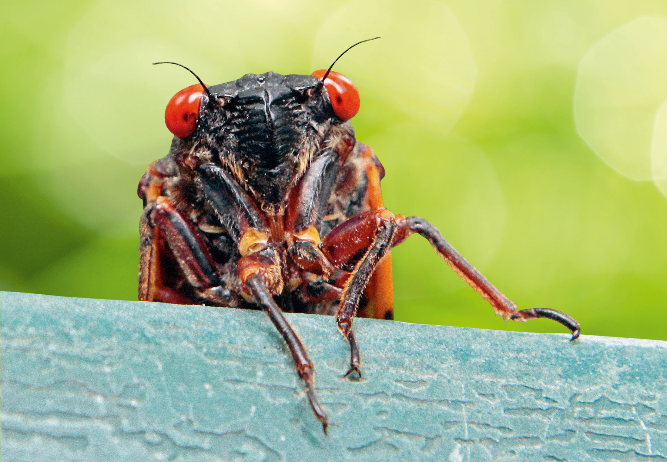 Tittar Insect Insekter | Vad är insekter? Och vad äter de? | illvet.se