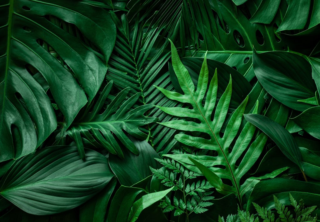 Gemengde-planten Verschillende planten in close-up