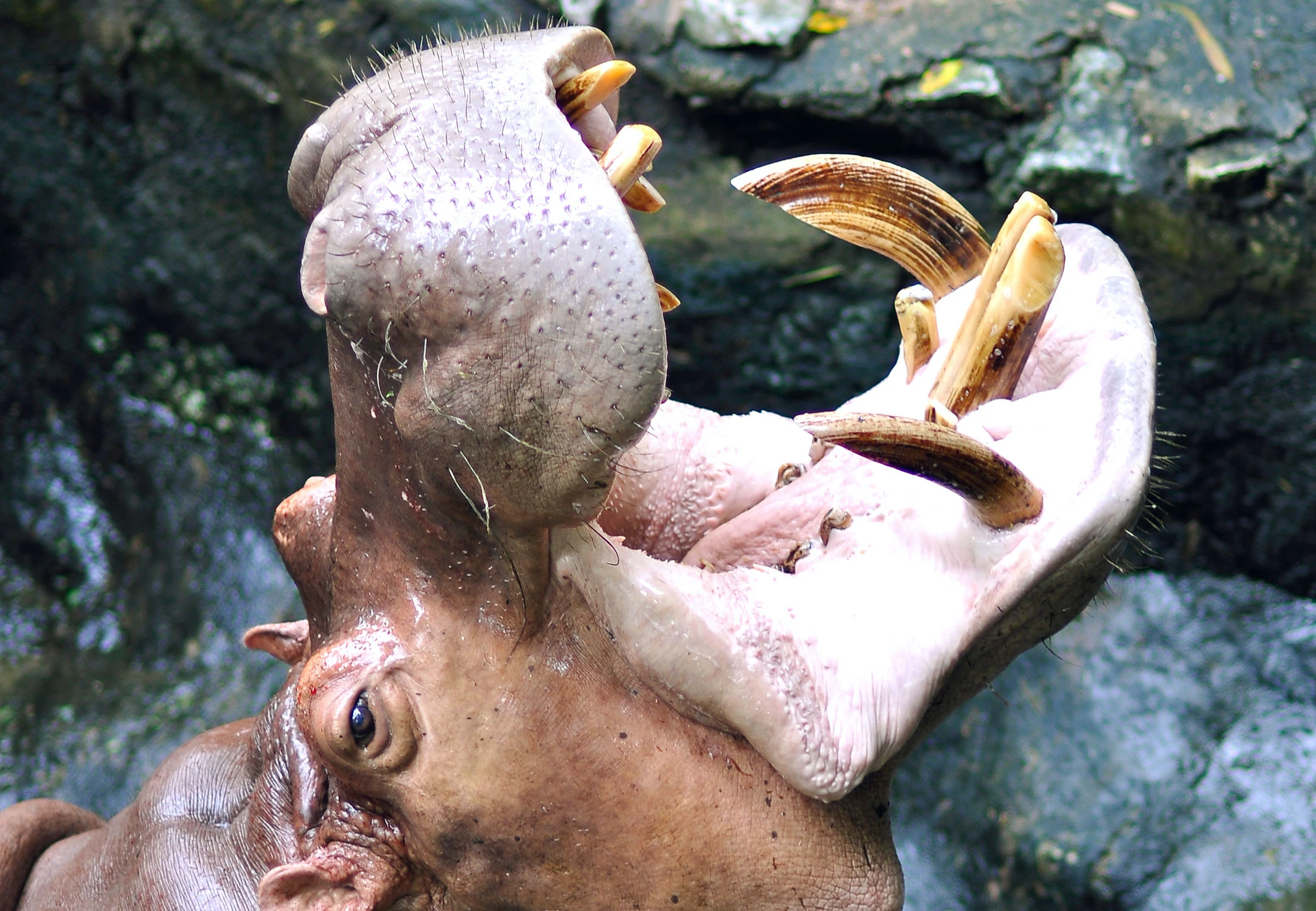 Welk dier heeft de langste tanden? | wibnet.nl