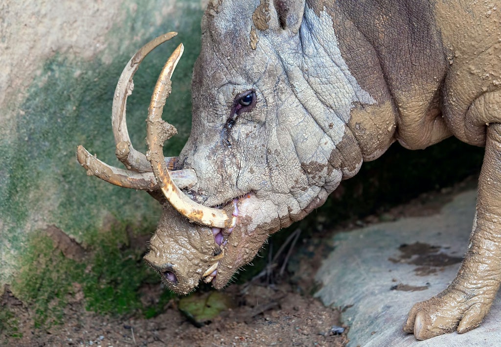 Welk dier heeft de langste tanden? | wibnet.nl