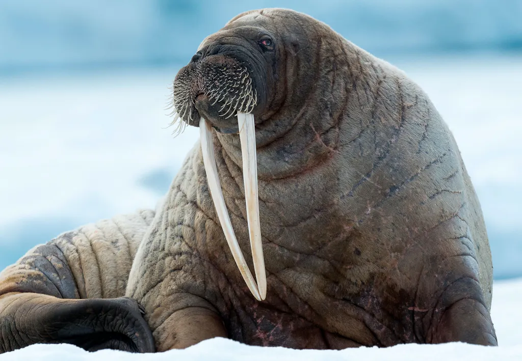 Welk dier heeft de langste tanden? | wibnet.nl