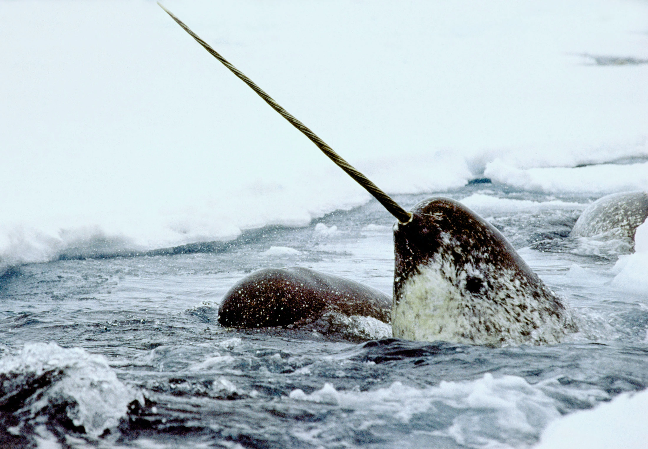 Welk dier heeft de langste tanden? | wibnet.nl