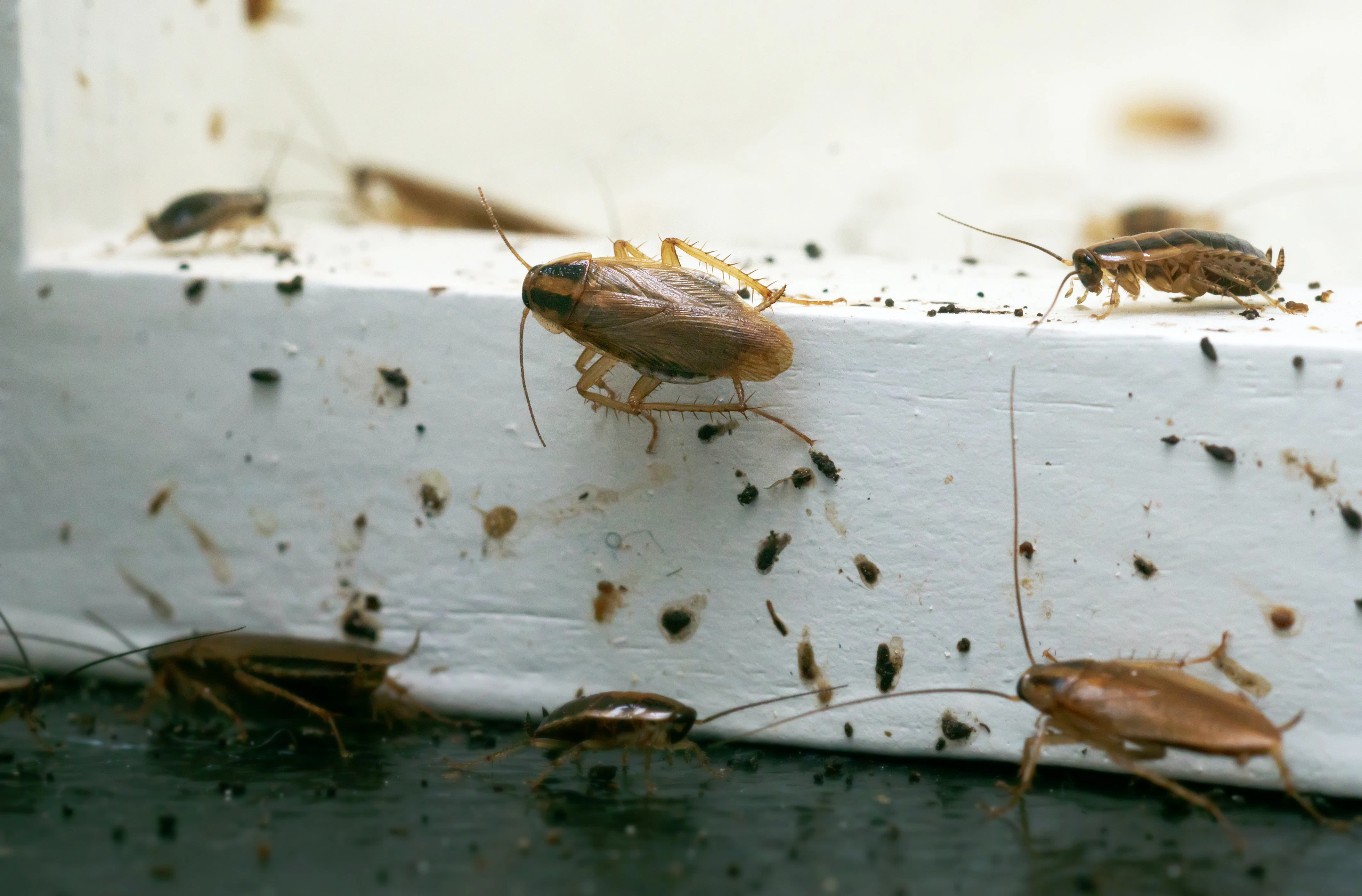 Insekter | Hvad er insekter? Og hvad spiser de? | illvid.dk