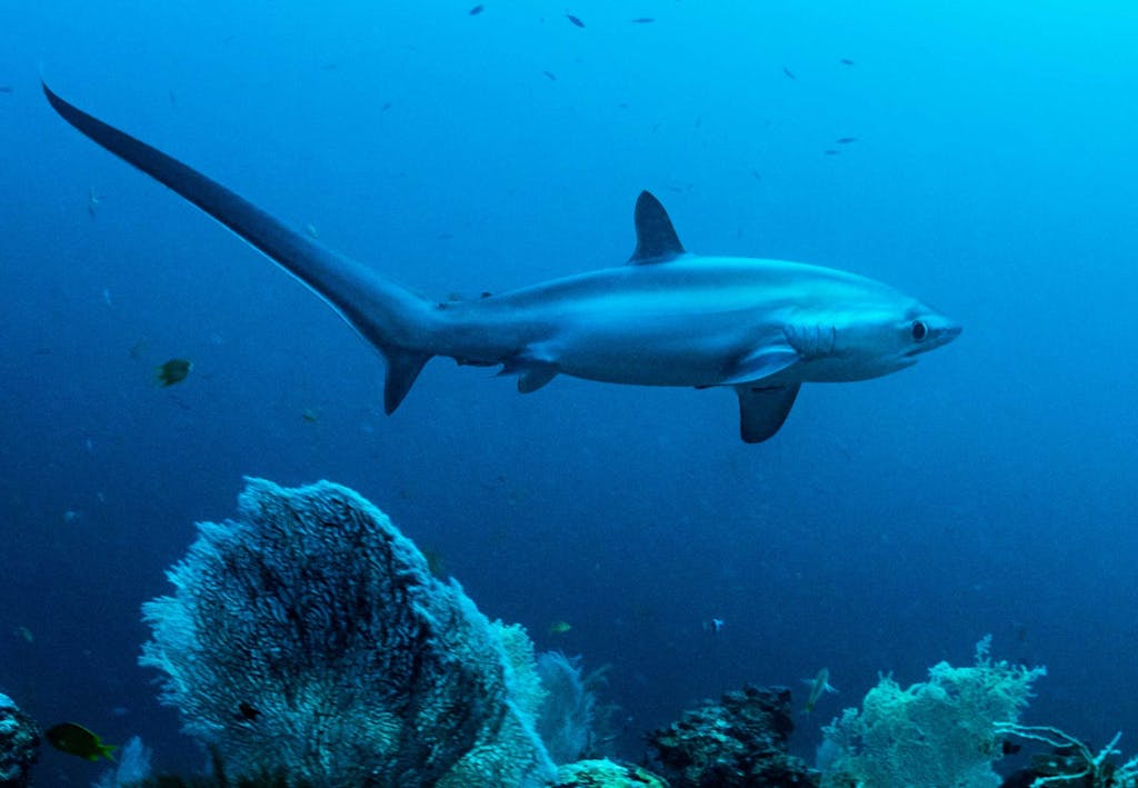 Hajar i Sverige - Rävhaj