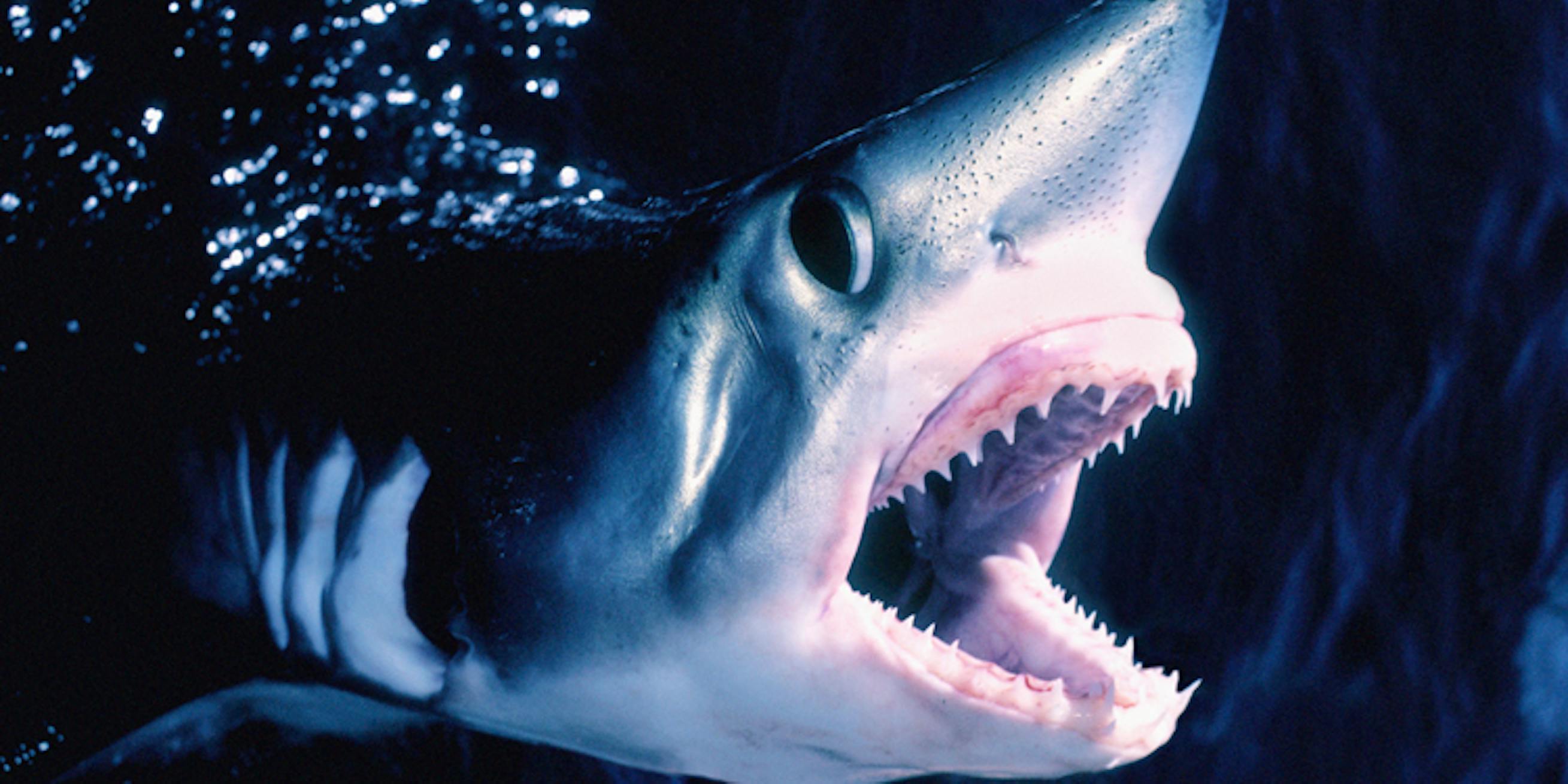 Hajar i Sverige Hajar i Sverige - Håbrand