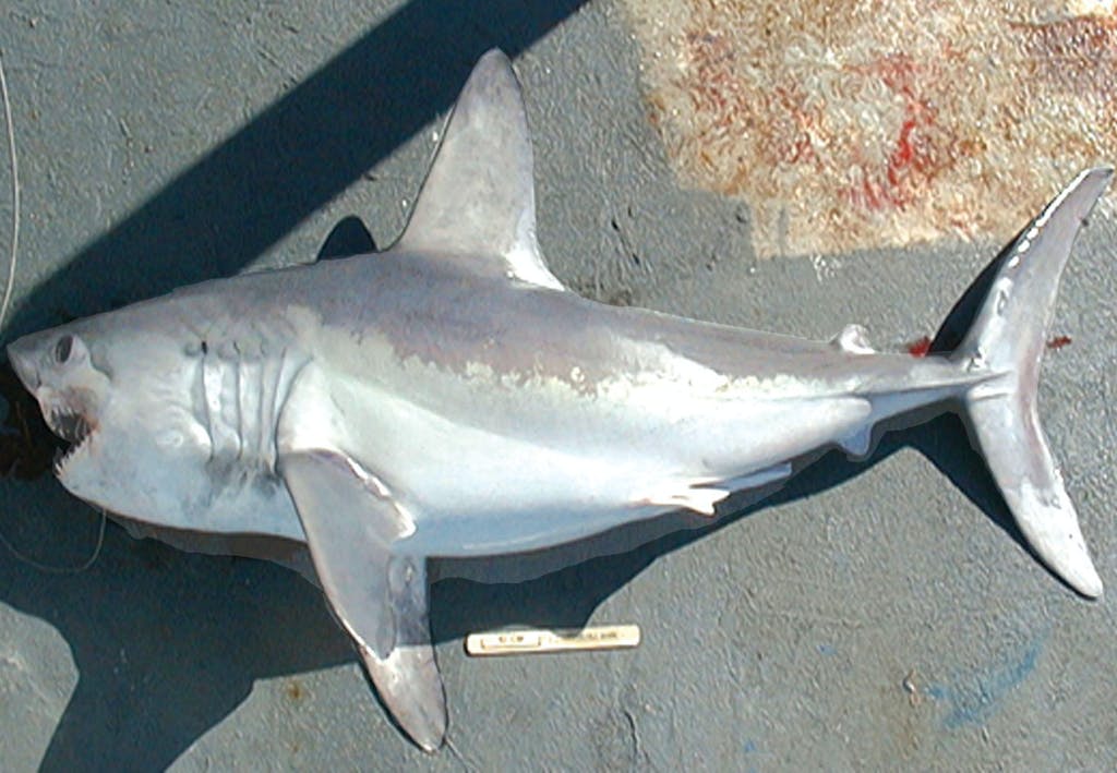 Hajar i Sverige - håbrand