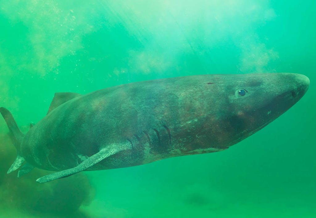 Hajar i Sverige - Grönlandshaj