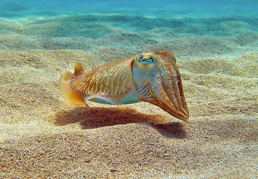 Cheetah, Het Snelste Dier Ter Wereld Stock Foto Image of portret, jachtluipaard 157612314 Cheetah, Het Snelste Dier Ter Wereld Stock Foto Image of portret, jachtluipaard 157612314