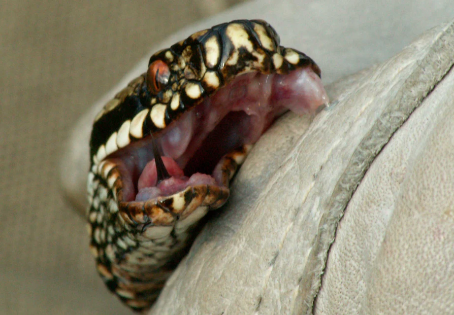 Slanger i Danmark - Mød de danske slanger her | illvid.dk