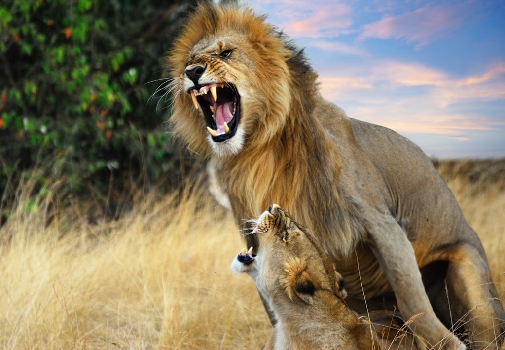 Løve der får orgasme