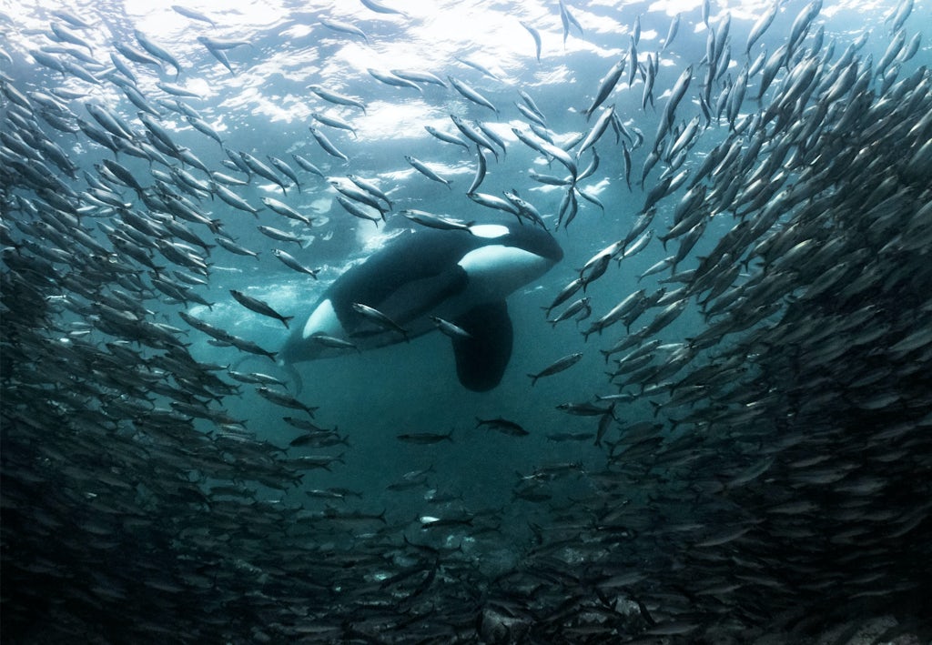 De orka is de moordmachine van de oceaan | wibnet.nl