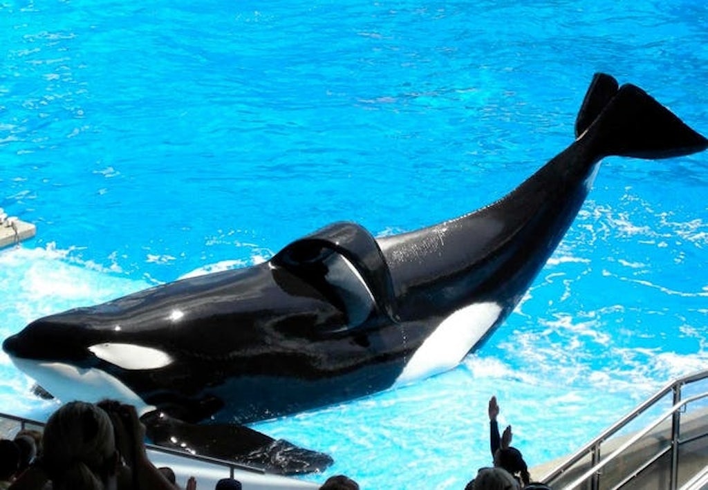 Spekkhoggeren Tilikum Spekkhoggeren Tilikum