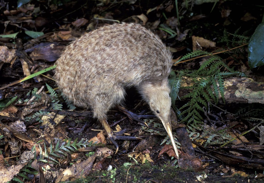 Närbild av kiwi i naturen