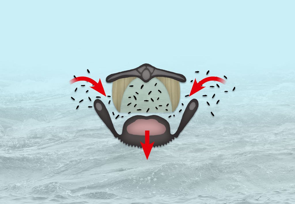 Kan een walvis een mens inslikken? Kan een walvis een mens inslikken?