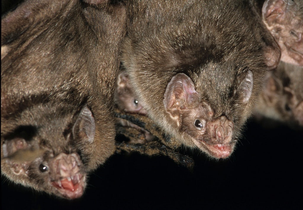 Vampyrflagermus, Desmodus rotundus Vampyrflagermus, Desmodus rotundus