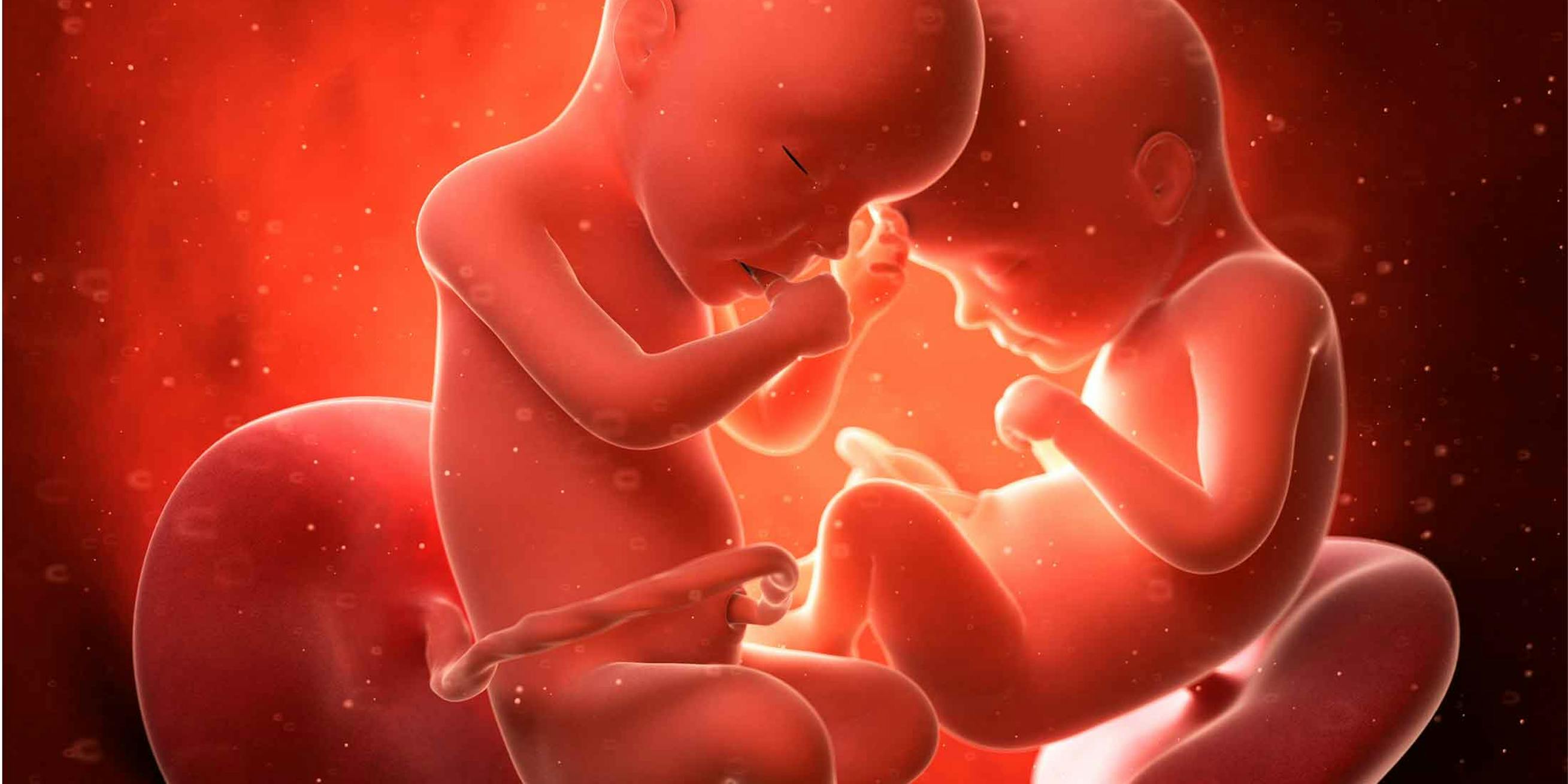 3D animation af tvillinger i maven