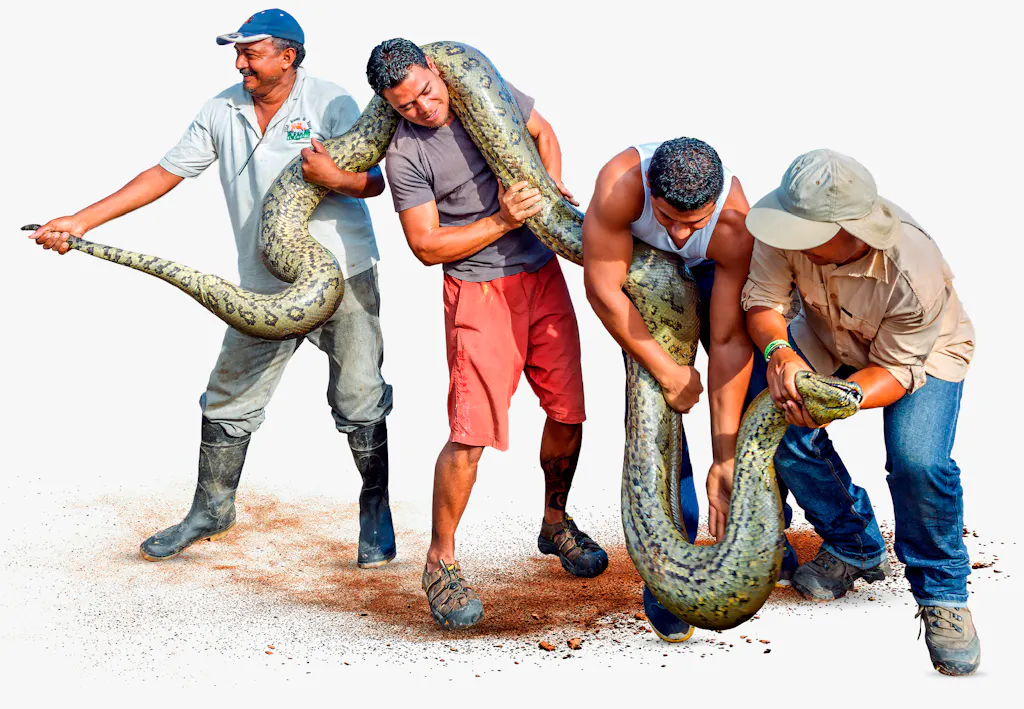 Vasuki indicus might be the largest snake to have ever existed ...