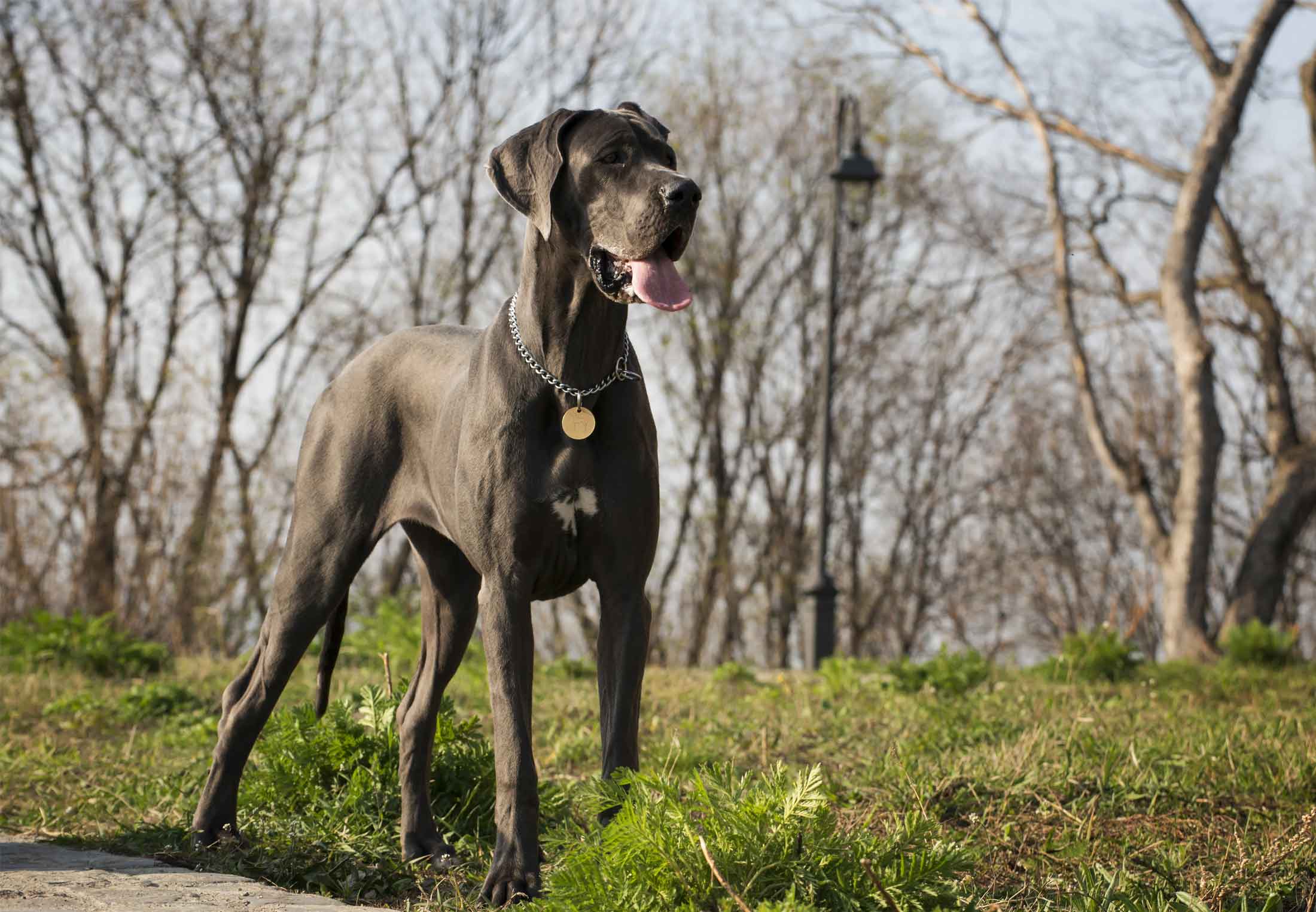 De grootste hond ter wereld – hoe groot is hij? | wibnet.nl