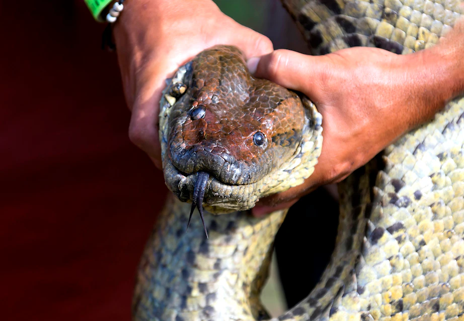 The world's biggest snake - The anaconda | scienceillustrated.com