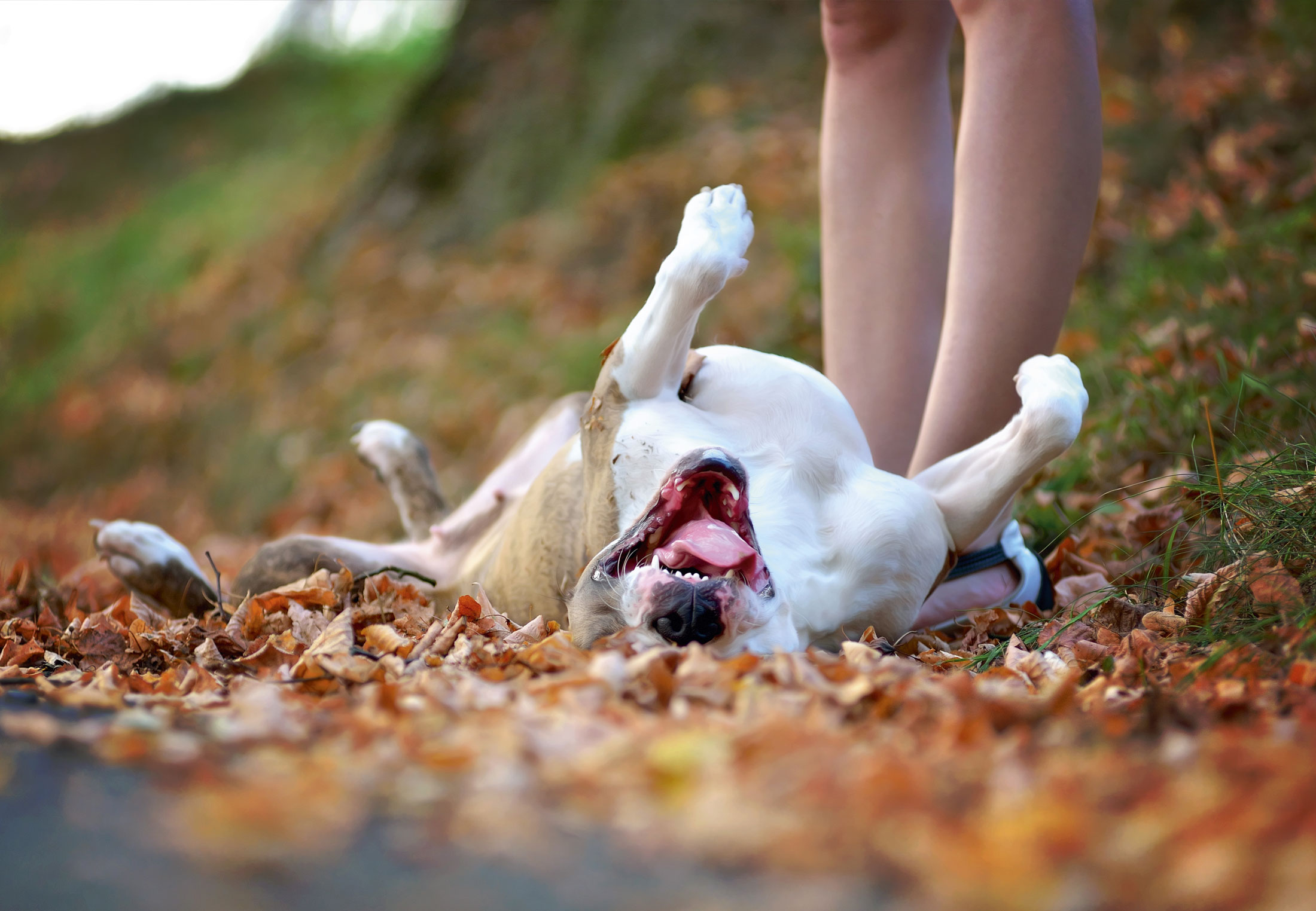 Waarom rollen honden zo graag in viezigheid? | wibnet.nl