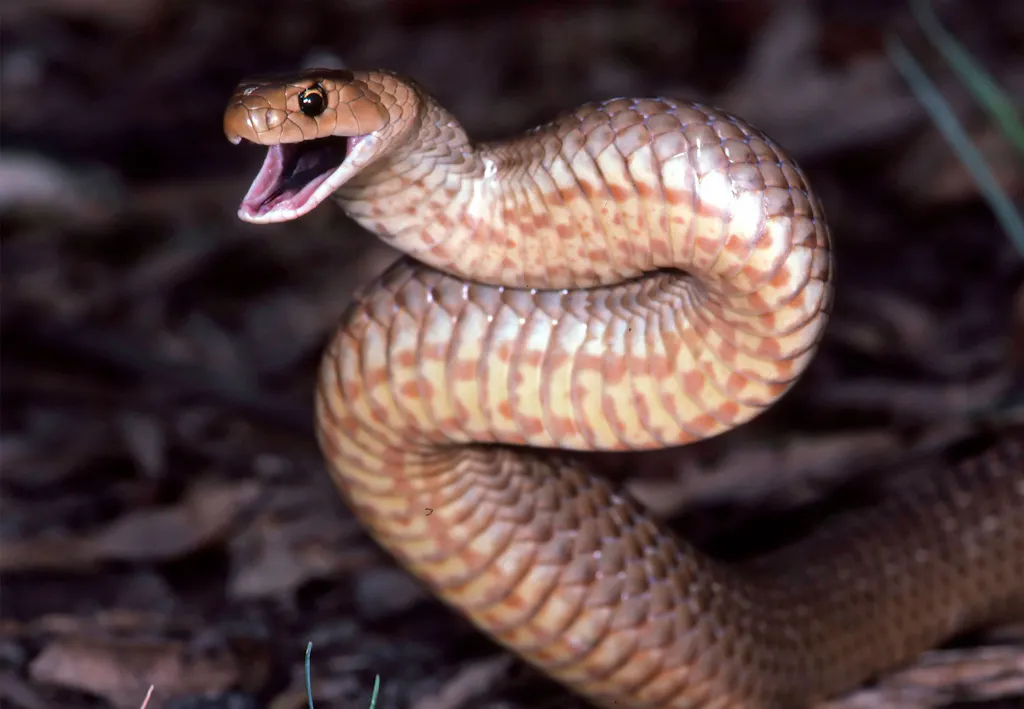 Australien vinner kampen mot giftormarna | illvet.se